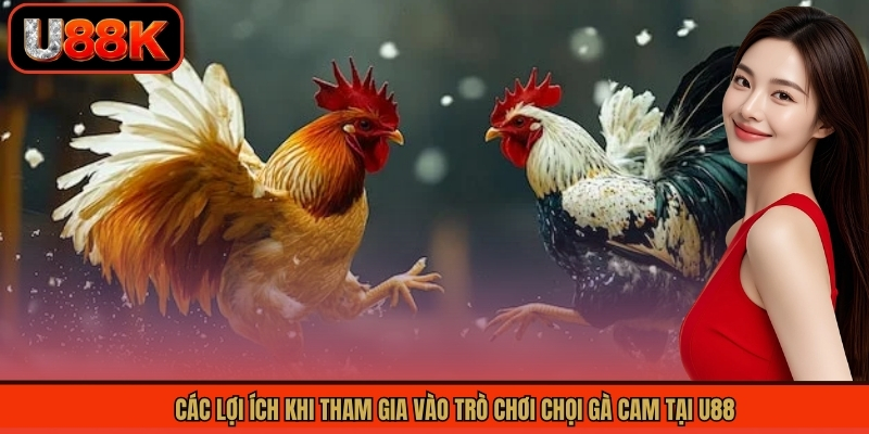 Các lợi ích khi tham gia vào trò chơi chọi gà Cam tại U88
