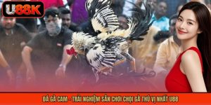 Đá Gà Cam - Trải Nghiệm Sân Chơi Chọi Gà Thú Vị Nhất U88