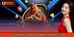 Đá Gà Thomo - Sân Chơi Chọi Gà Đỉnh Cao, Hấp Dẫn Tại U88