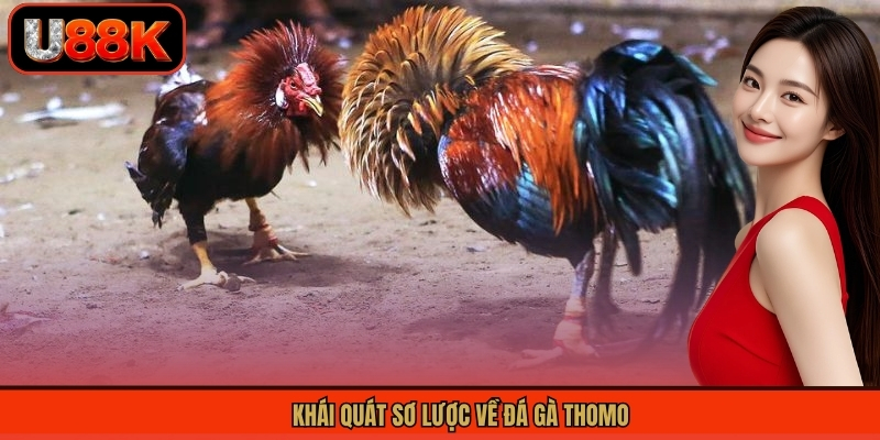 Đá Gà Thomo - Sân Chơi Chọi Gà Đỉnh Cao, Hấp Dẫn Tại U88 1 Khái quát sơ lược về đá gà Thomo