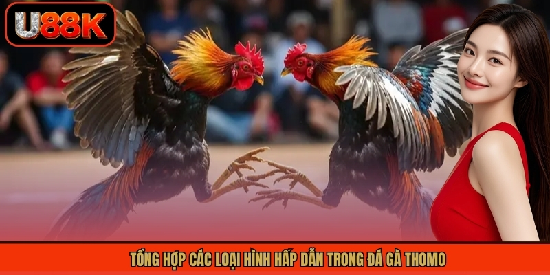 Đá Gà Thomo - Sân Chơi Chọi Gà Đỉnh Cao, Hấp Dẫn Tại U88 3 Tổng hợp các loại hình hấp dẫn trong đá gà Thomo