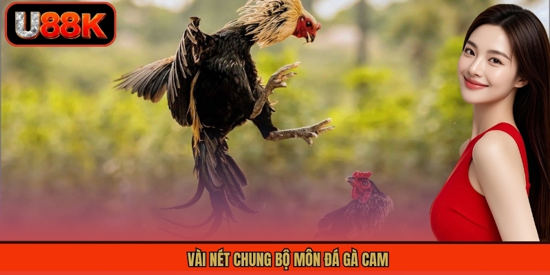 Vài nét chung bộ môn đá gà Cam